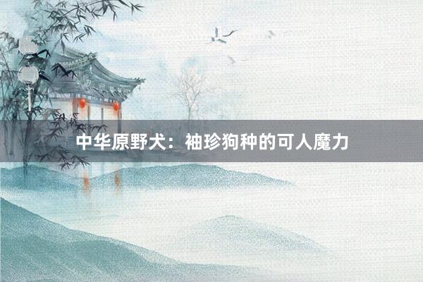 中华原野犬：袖珍狗种的可人魔力