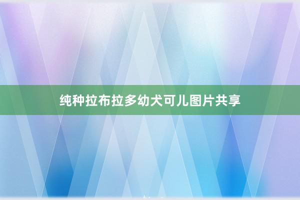 纯种拉布拉多幼犬可儿图片共享